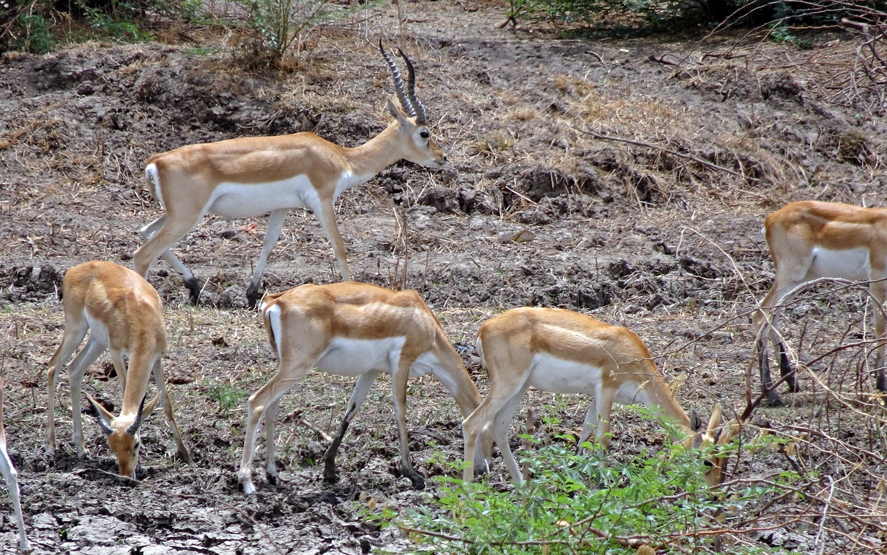 blackbuck  antilope cervicapra  indian antelope free photo