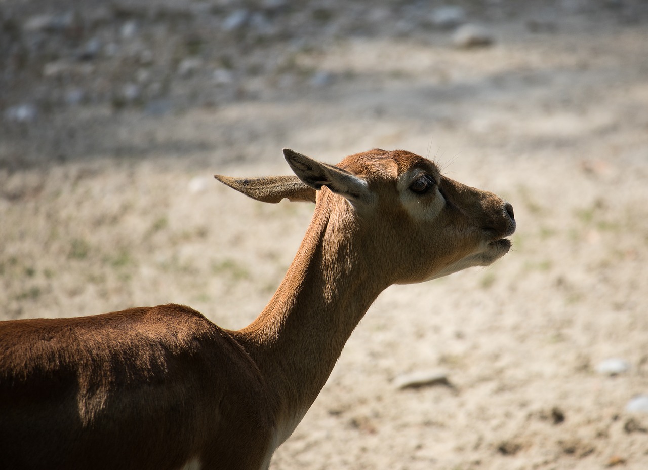 blackbuck  antelope  mammal free photo