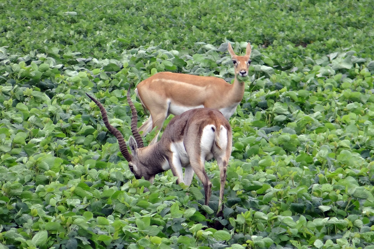 blackbuck antilope cervicapra ungulate free photo