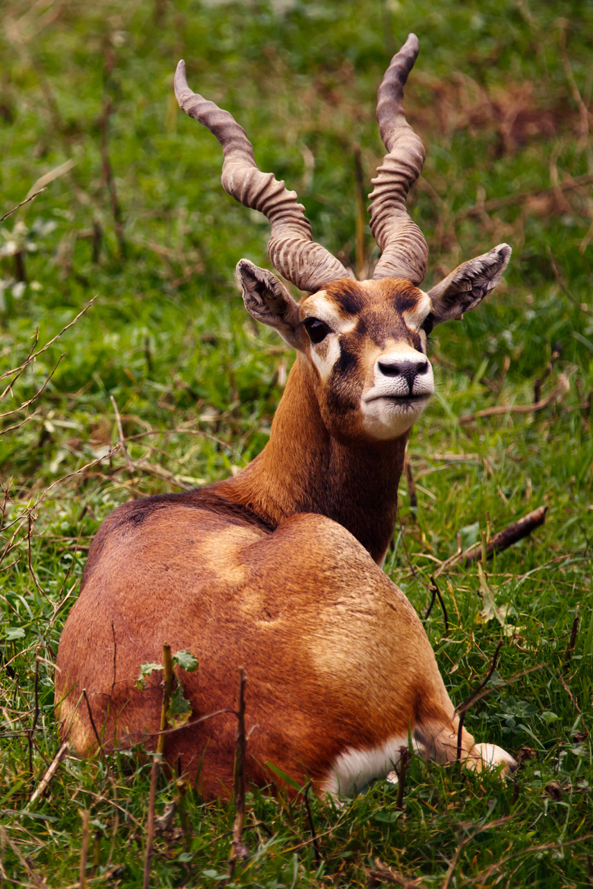 animal antelope blackbuck free photo