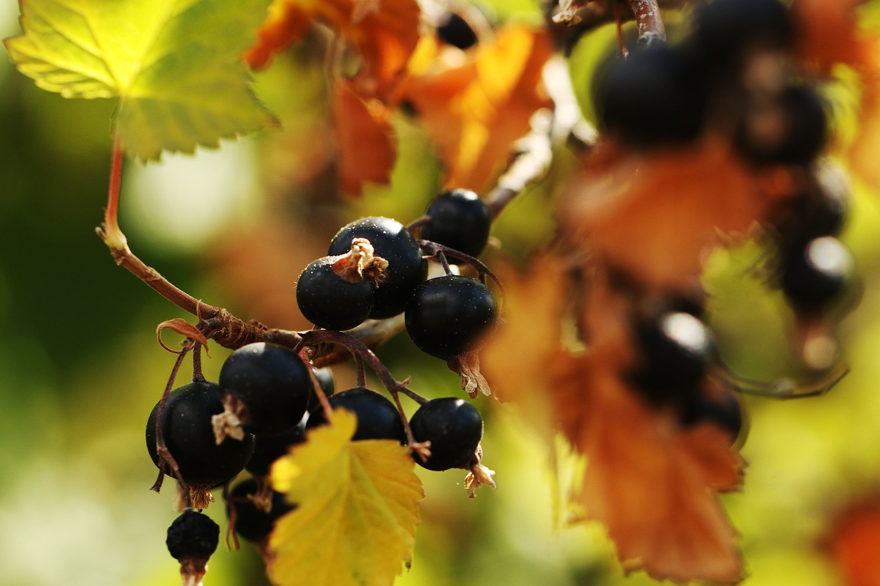 blackcurrant  berry  plant free photo