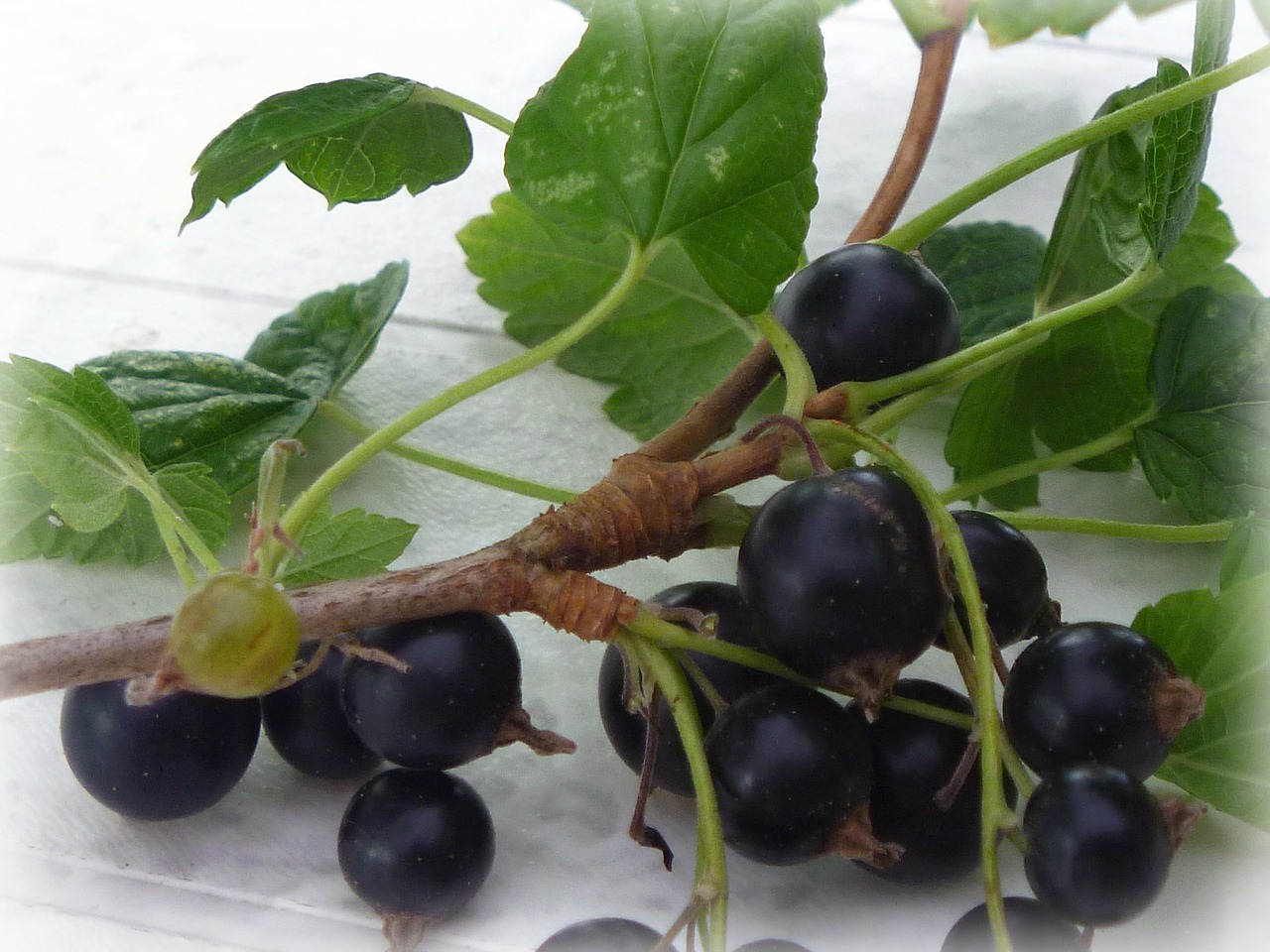 blackcurrant berry currant free photo