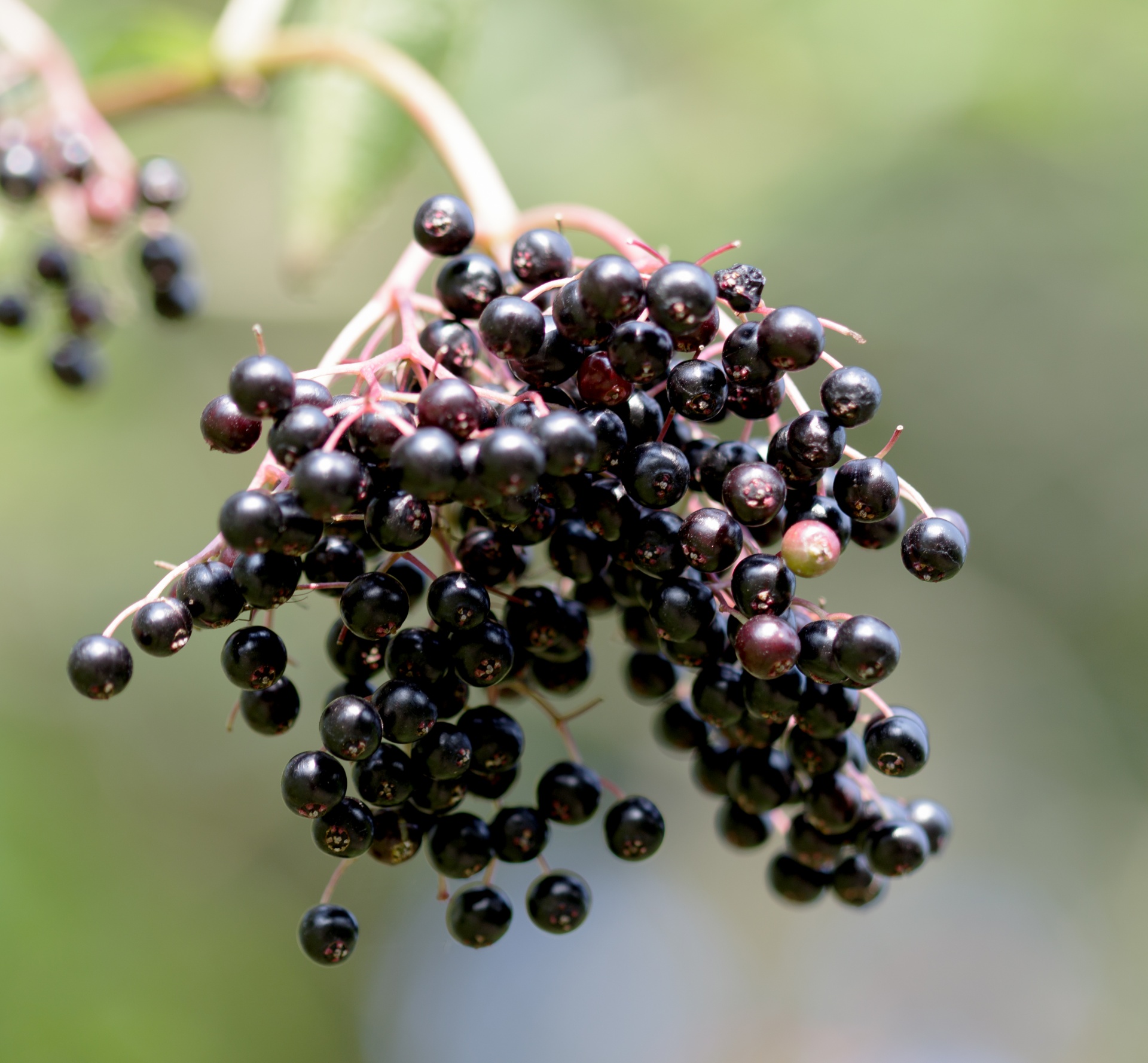 blackcurrants fruit close-up free photo