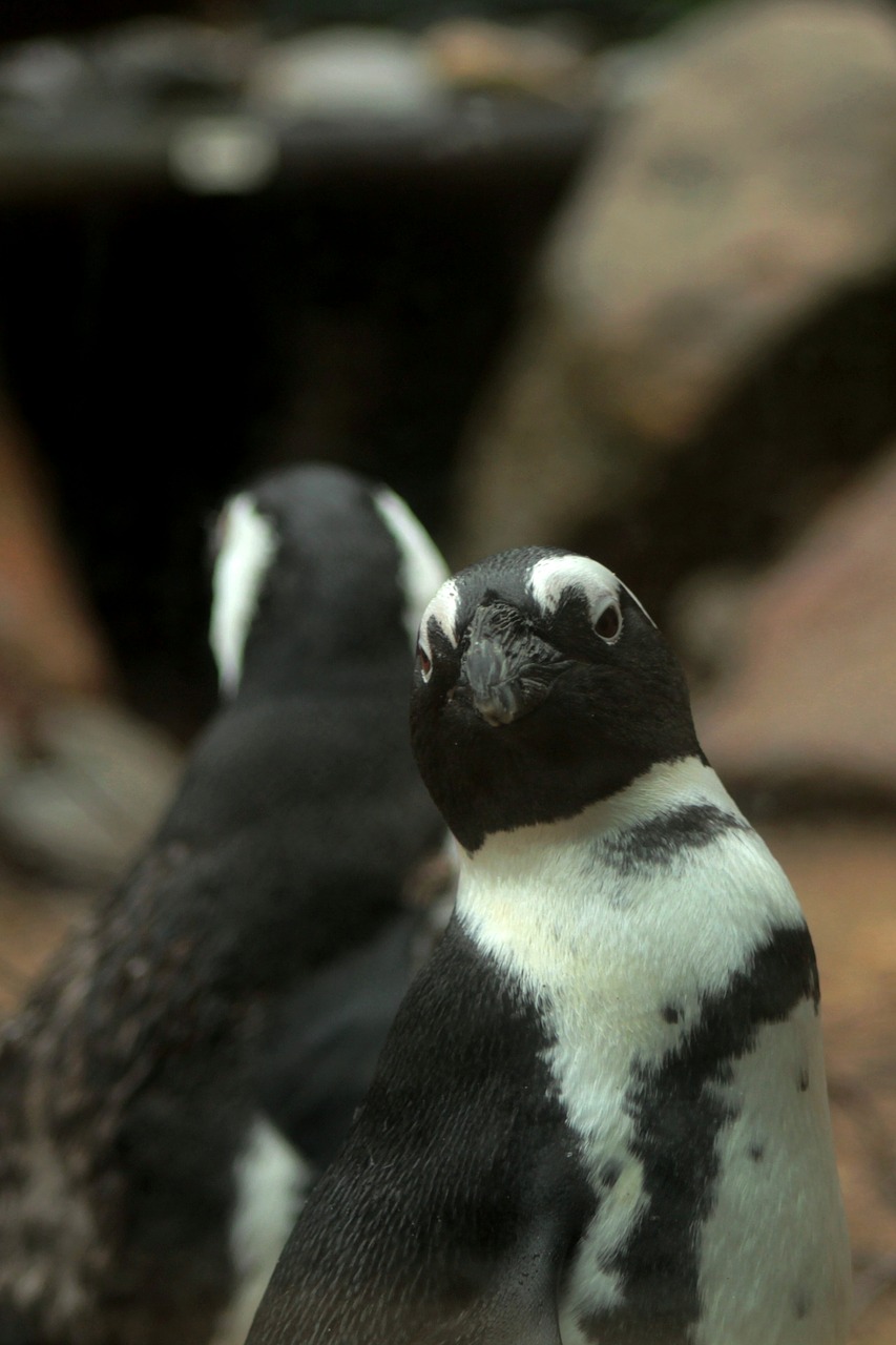 blackfoot penguin  black and white  zoo free photo