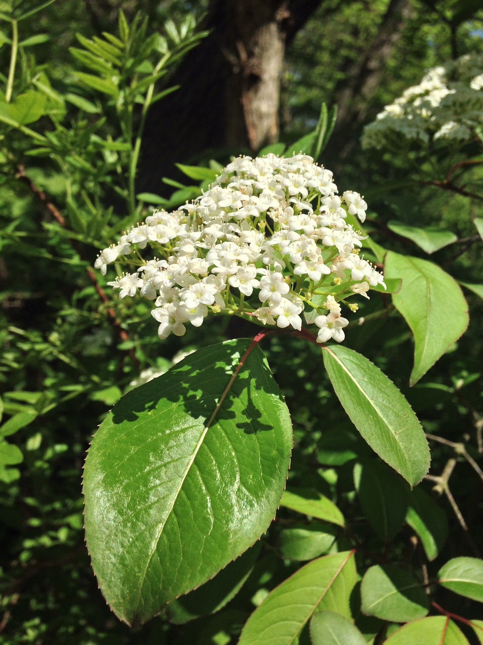 blackhaw viburnum flower