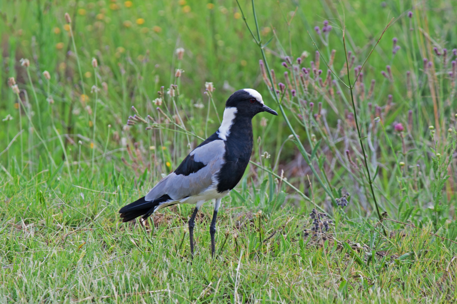 bird plover black free photo