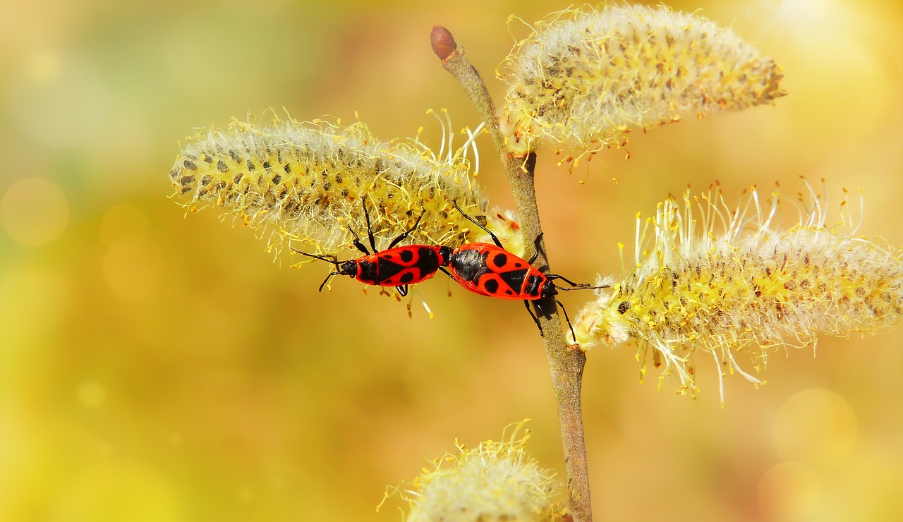 blacksmiths wingless  copulation  bugs free photo