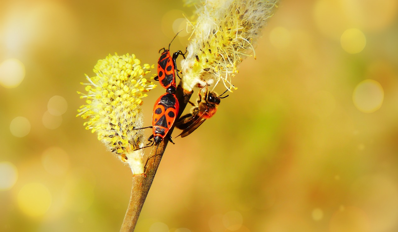 blacksmiths wingless  copulation  insects free photo