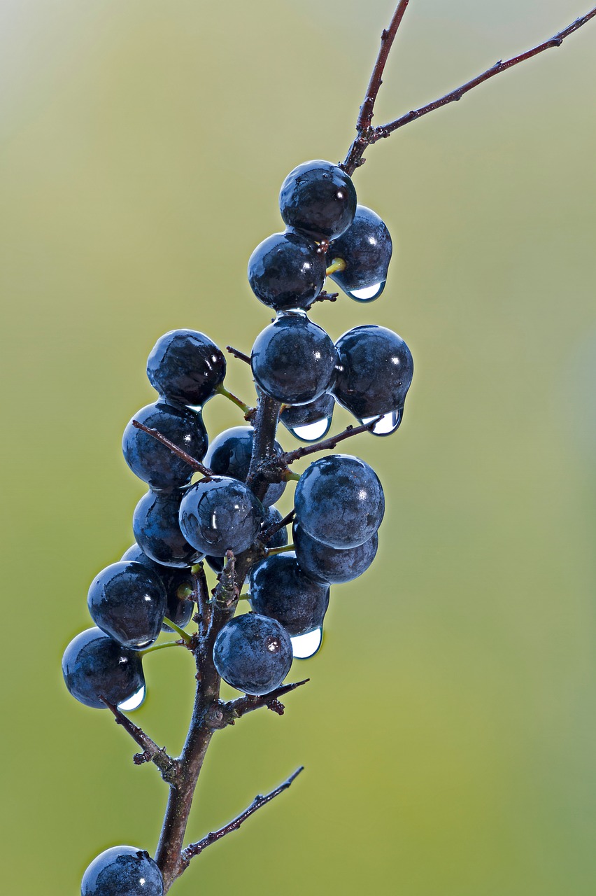 blackthorn  berry  wet free photo