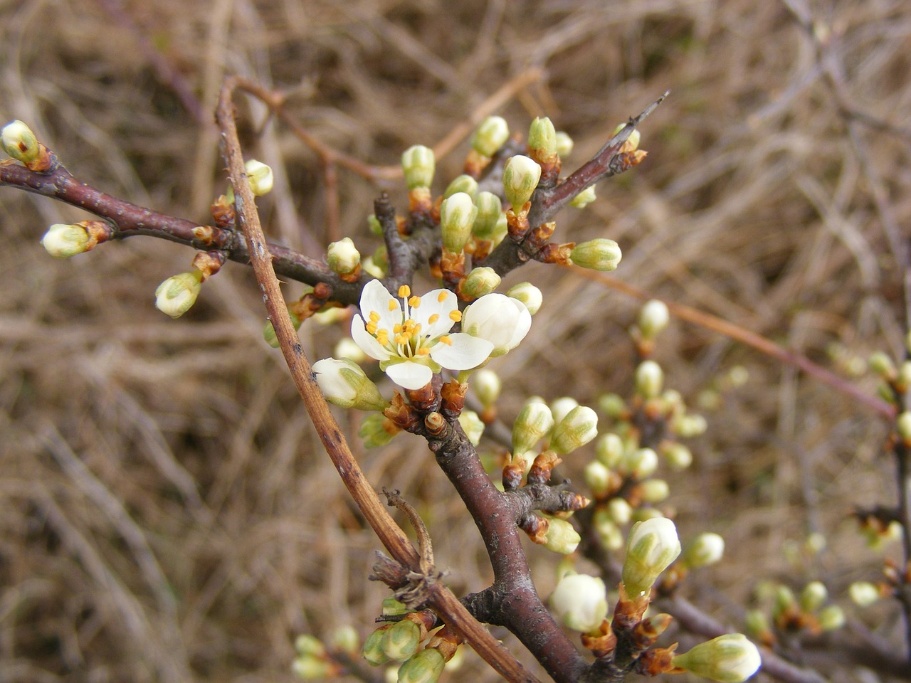 blackthorn buds flowers free photo