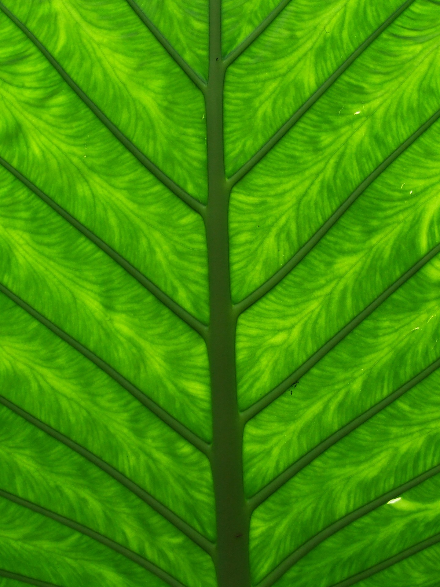 leaf green background free photo