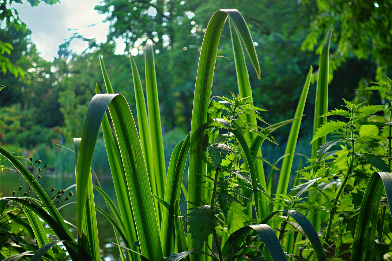 blade rush plant free photo