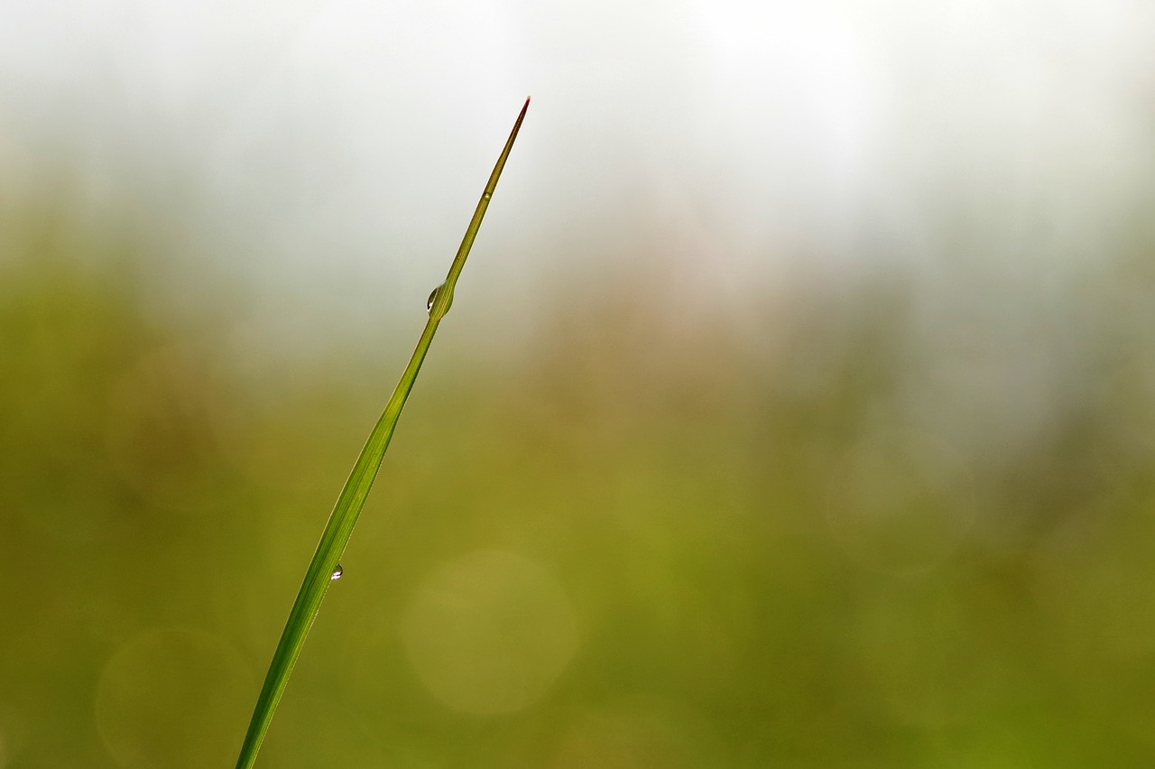 blade grass a drop of free photo