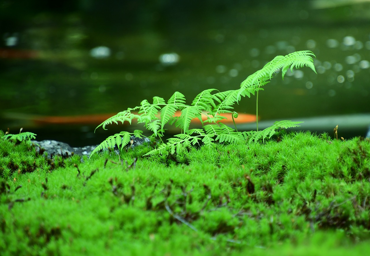 blade  green  nature free photo