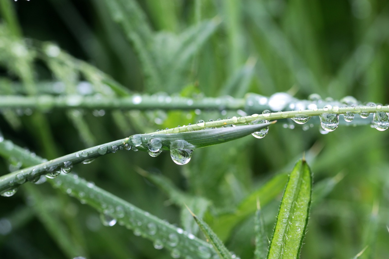 blade of grass grass grasses free photo