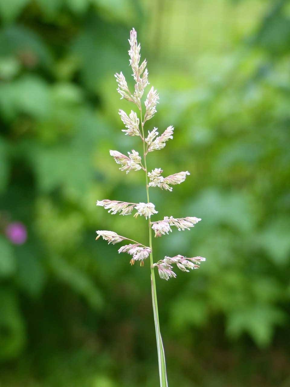 blade of grass plant green free photo