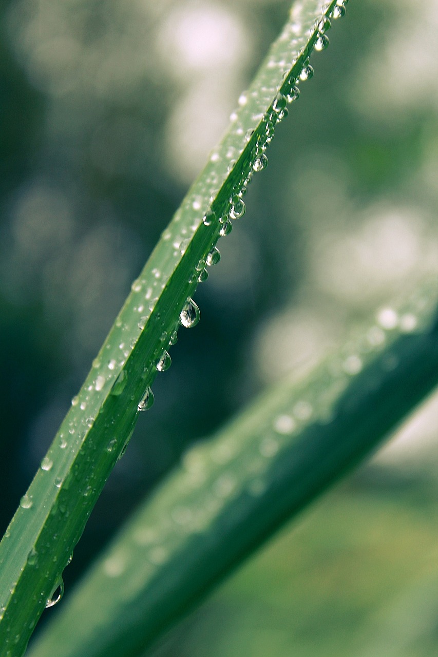 blade of grass raindrop drop of water free photo