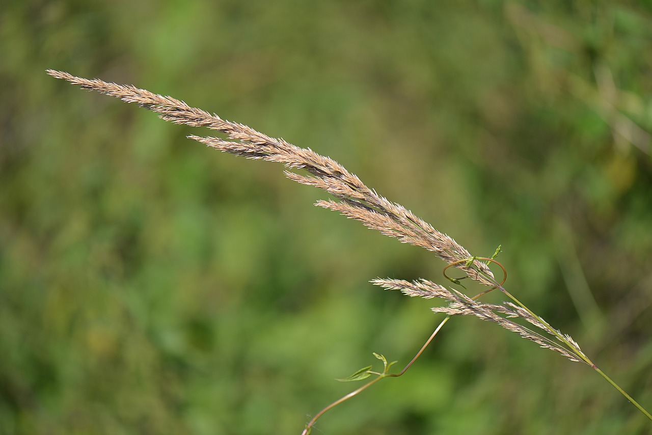 blade of grass nature close free photo