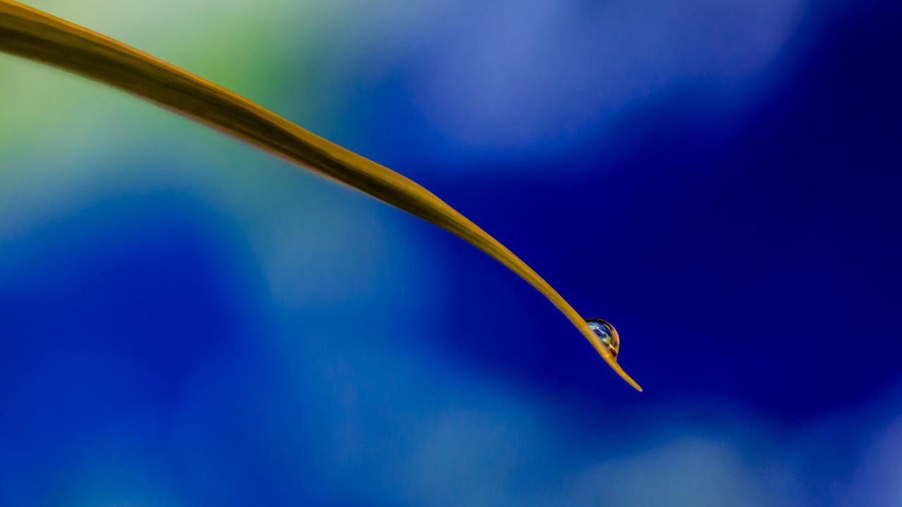 blade of grass earth drop of water free photo