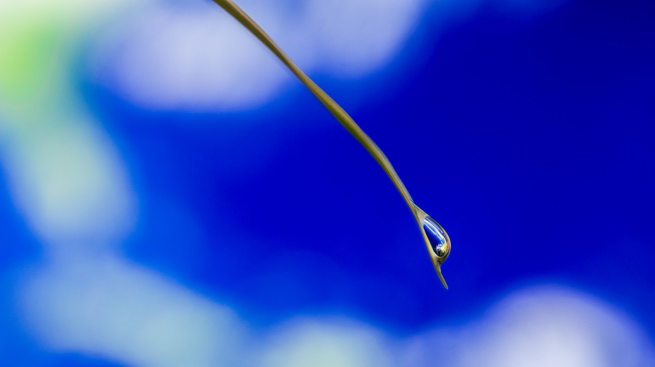 blade of grass earth drop of water free photo