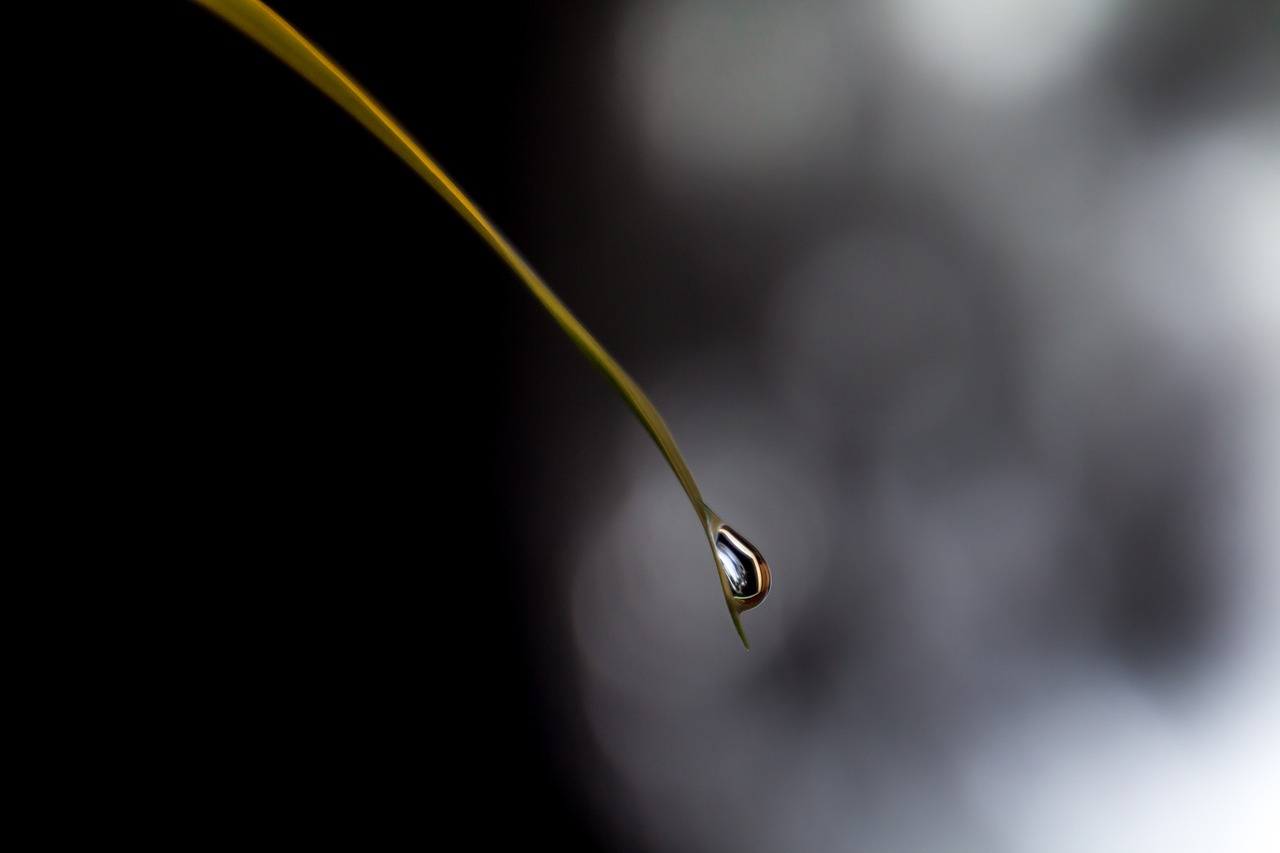 blade of grass moon drop of water free photo