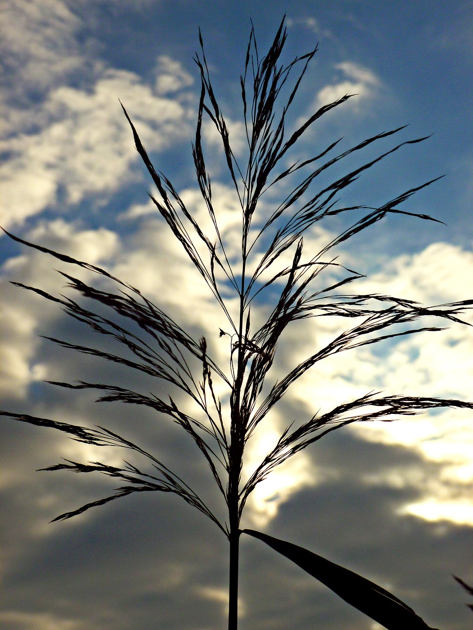 blade of grass sky nature free photo