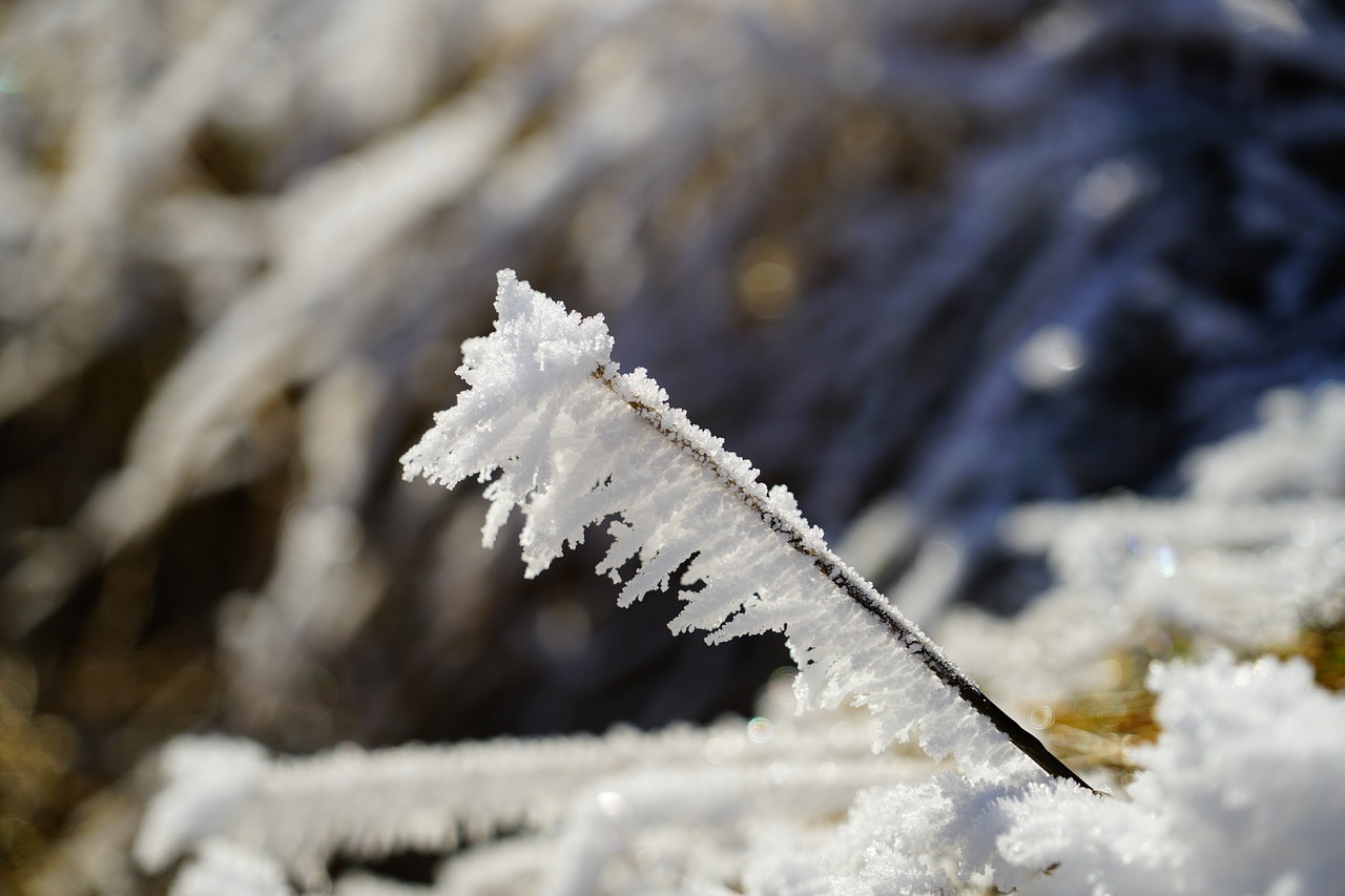 blade of grass hoarfrost snow crystals free photo