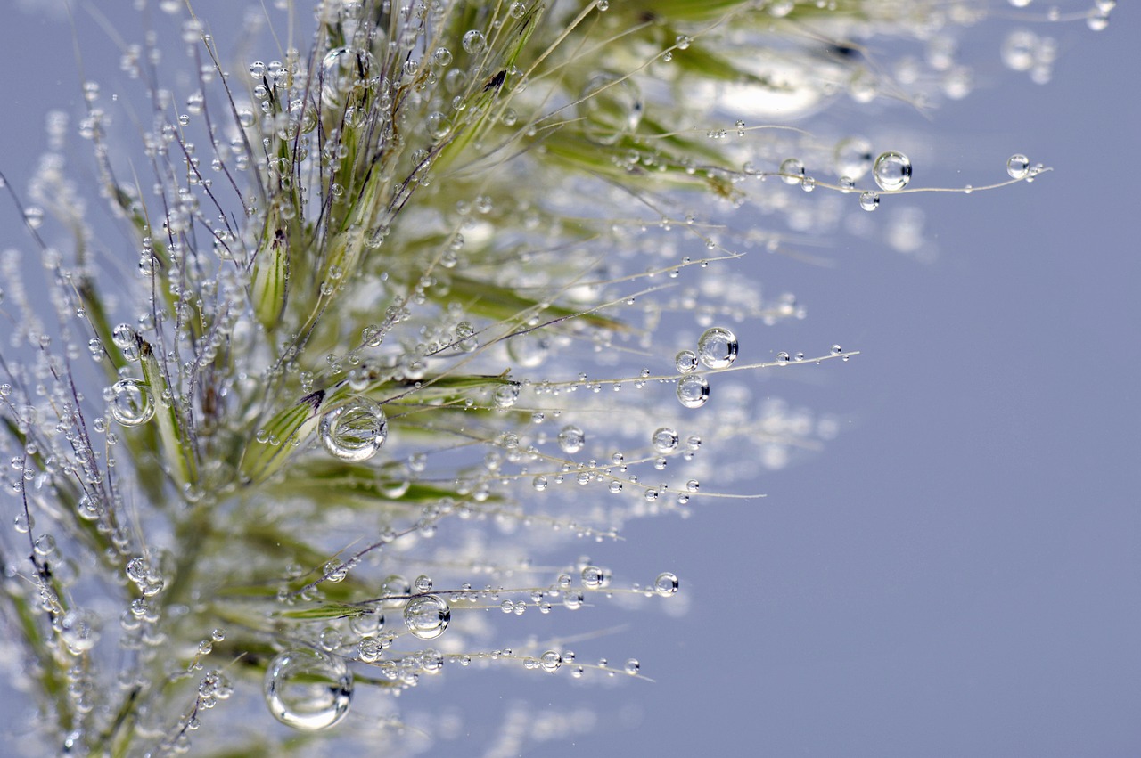 blade of grass water underwater free photo