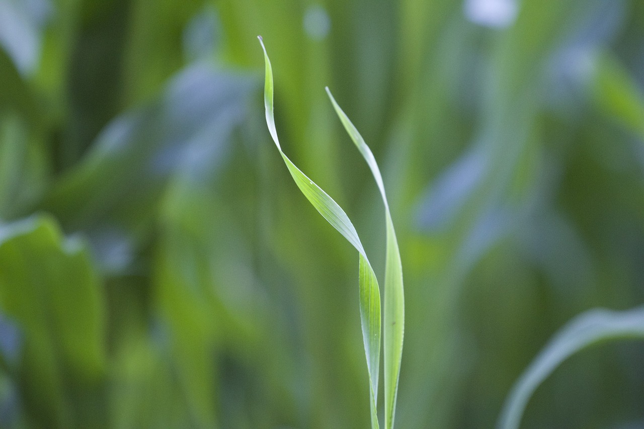 blade of grass grass green free photo