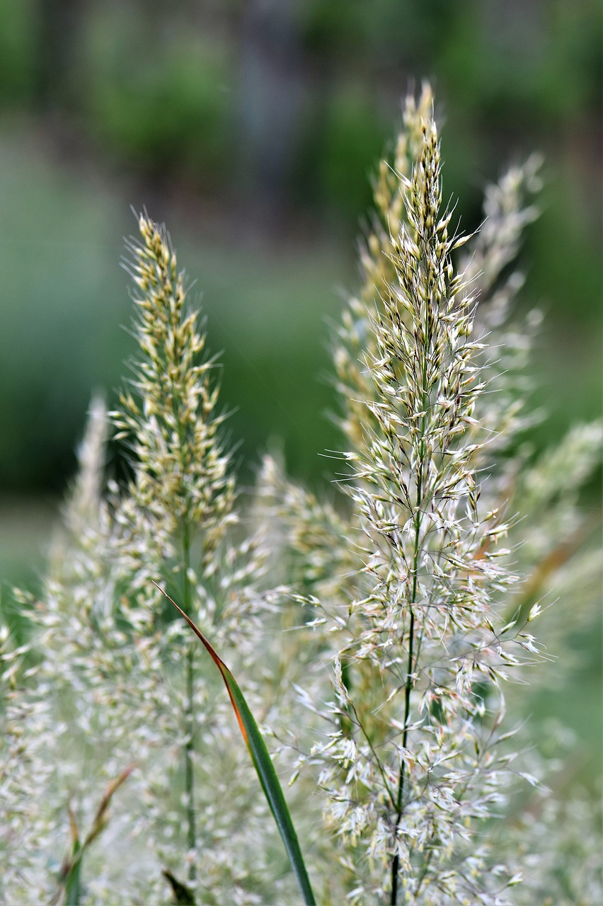 blade of grass meadow field free photo