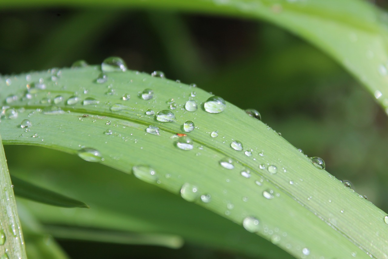 blade of grass drop of water rain free photo