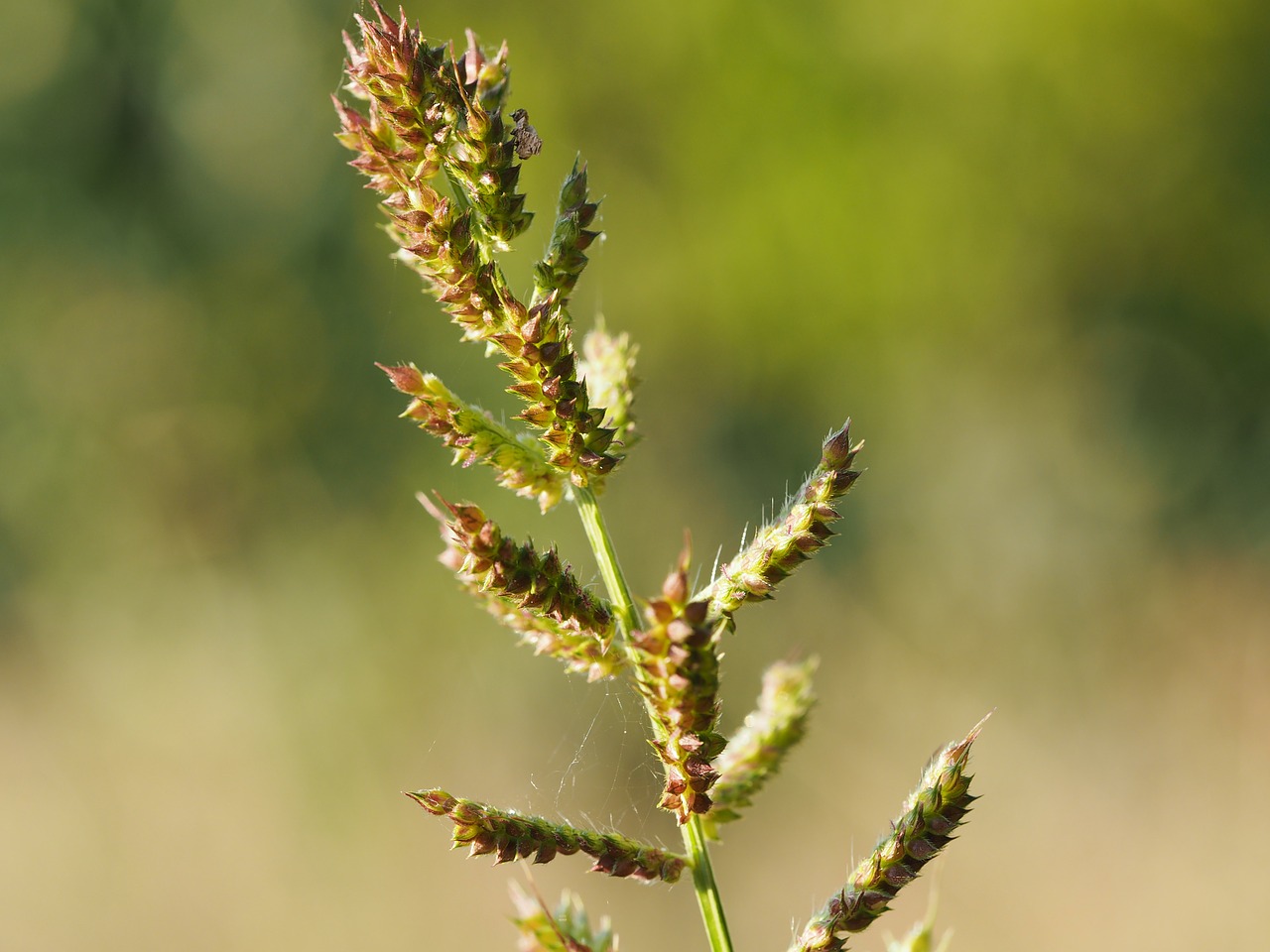 blade of grass wind plant free photo