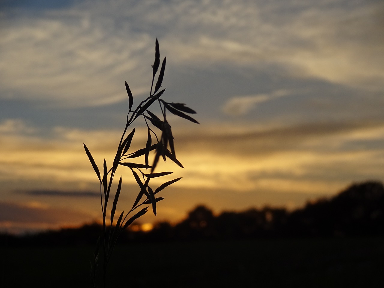 blade of grass evening light sunset free photo