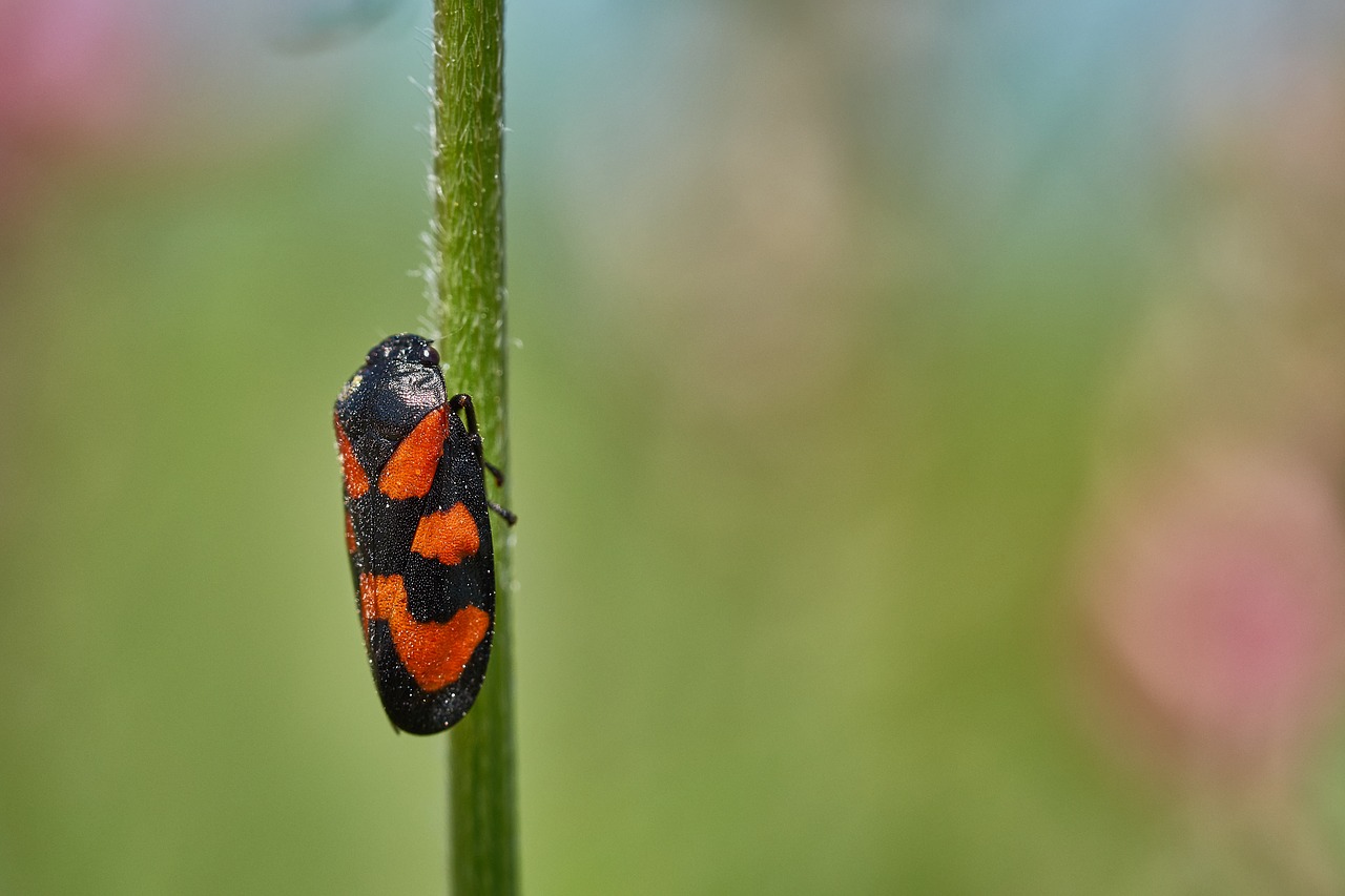 blade of grass beetle red free photo