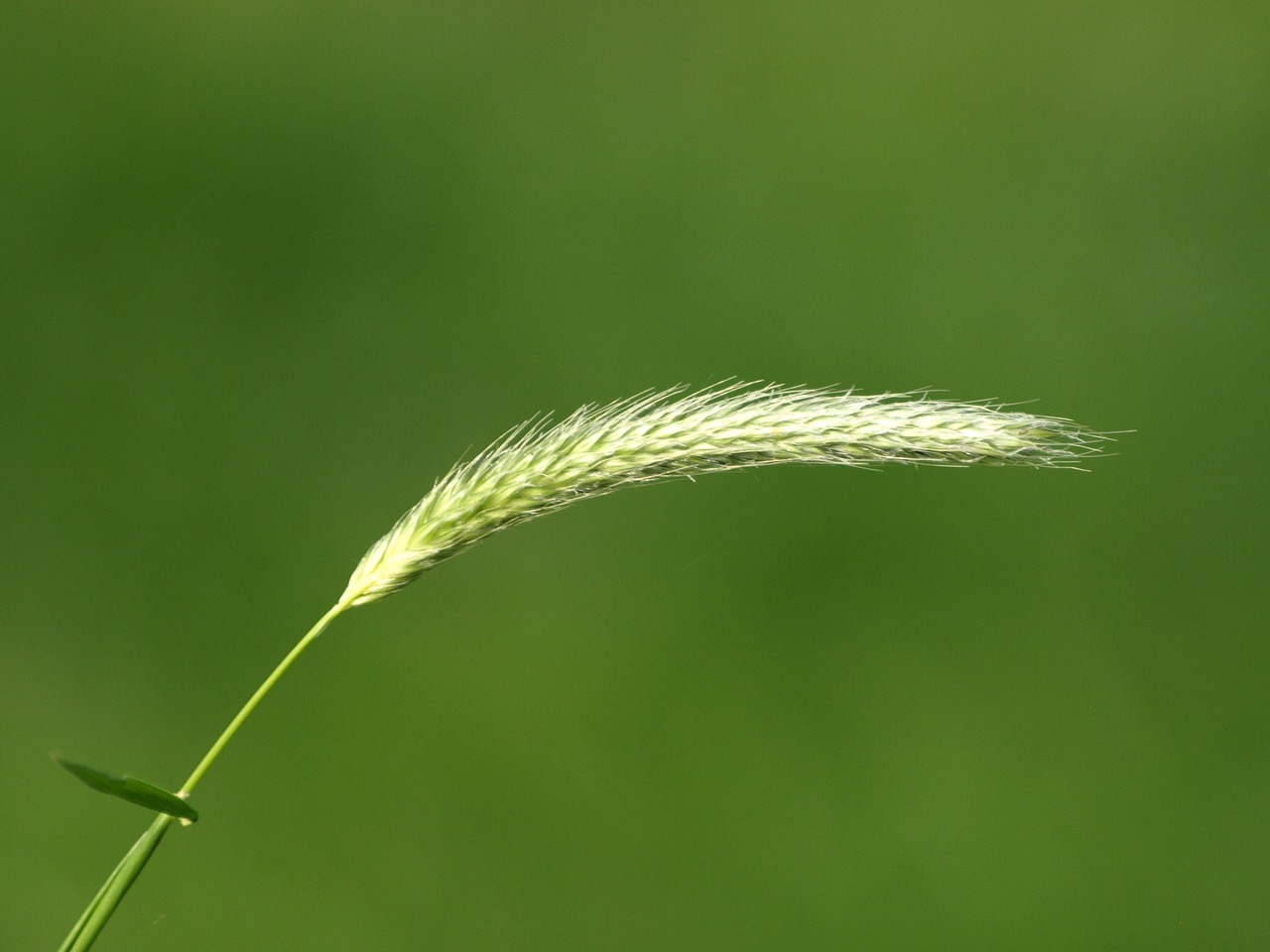 blade of grass grass seed grass free photo