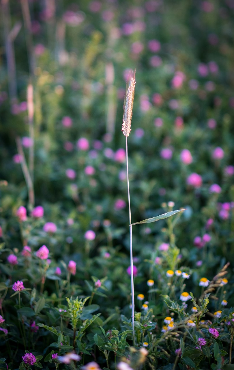 blade of grass  halm  meadow free photo