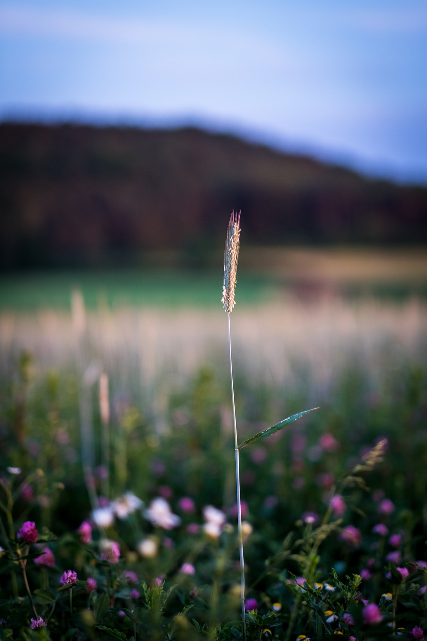 blade of grass  halm  meadow free photo