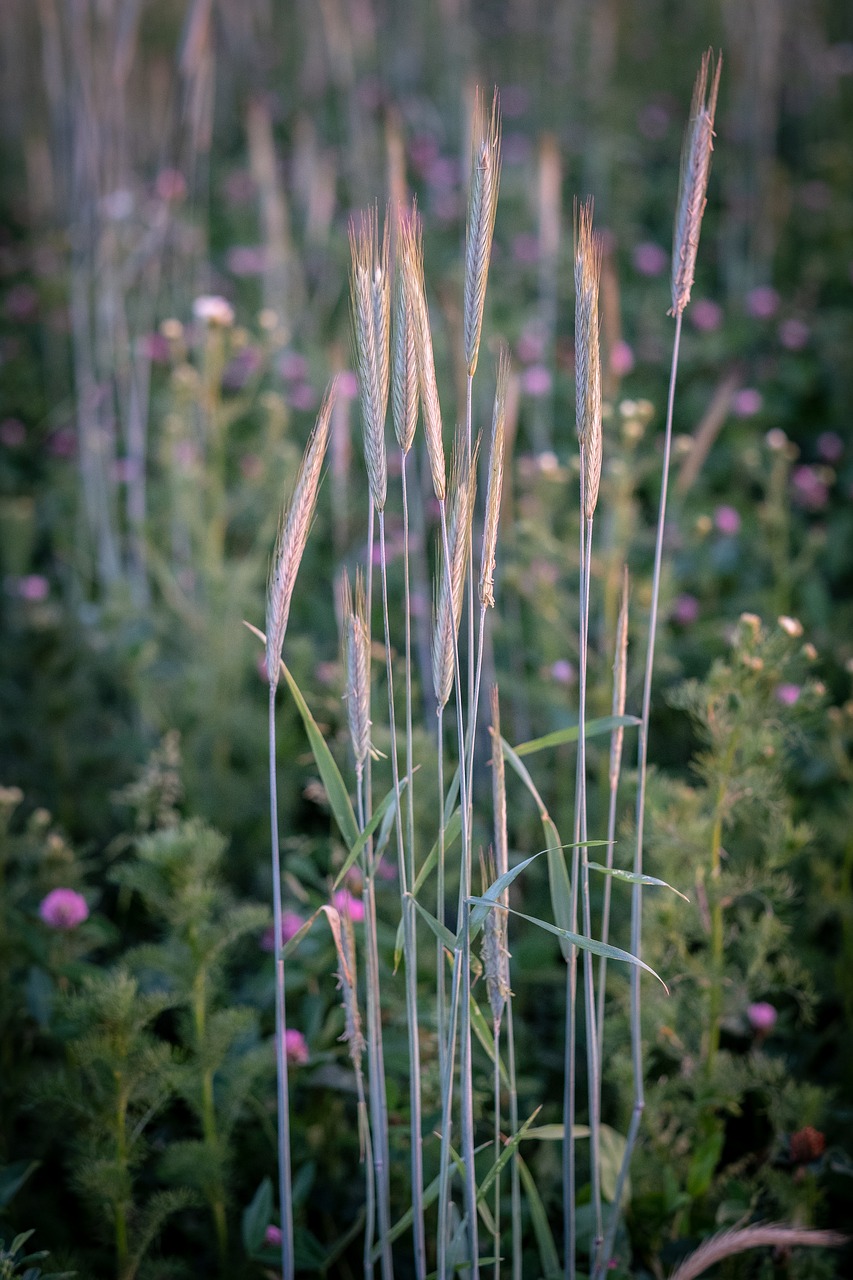 blade of grass  halm  meadow free photo