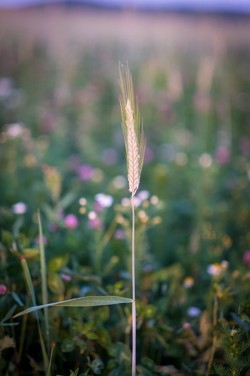 blade of grass  halm  meadow free photo