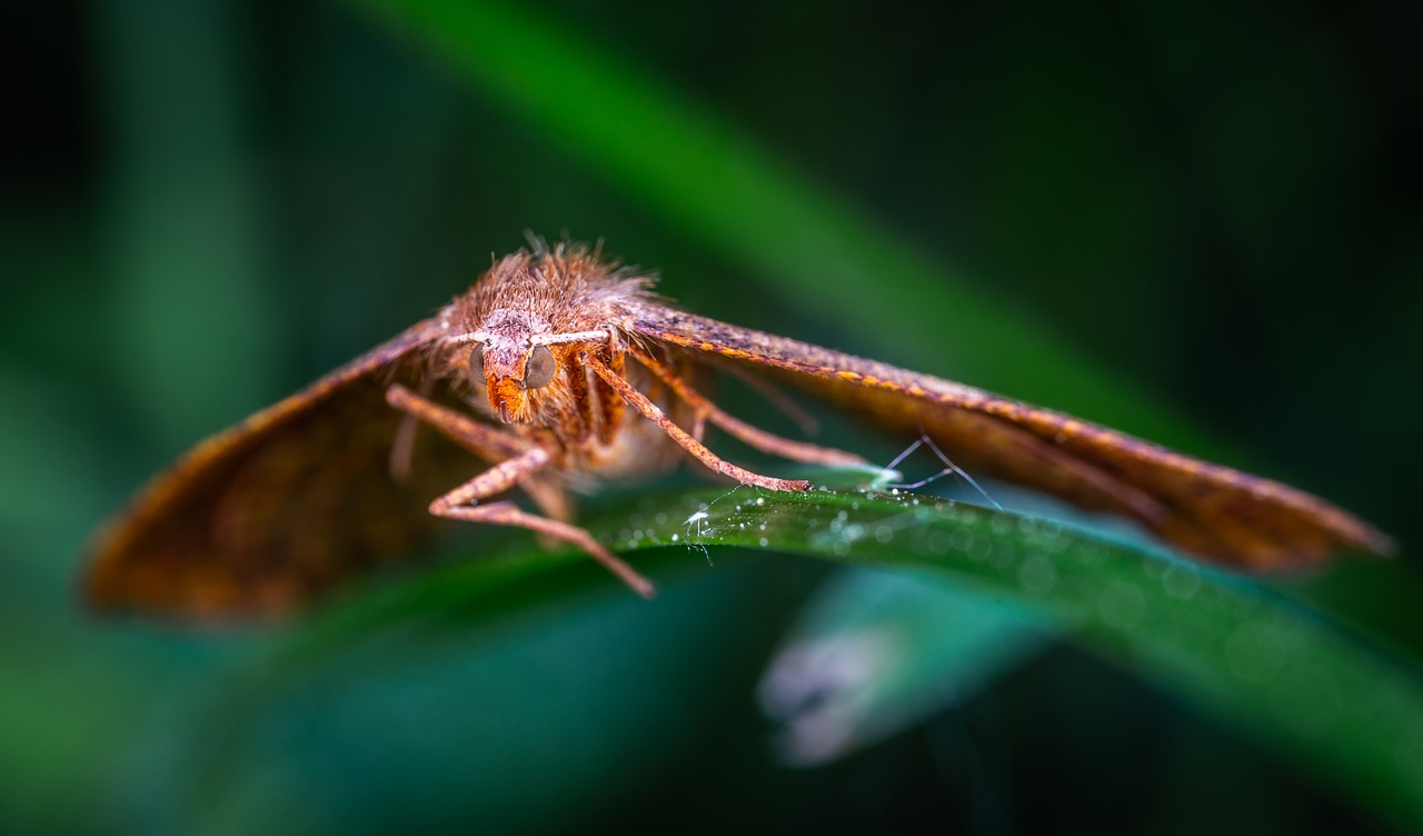 blade of grass  butterfly  lepidoptera free photo