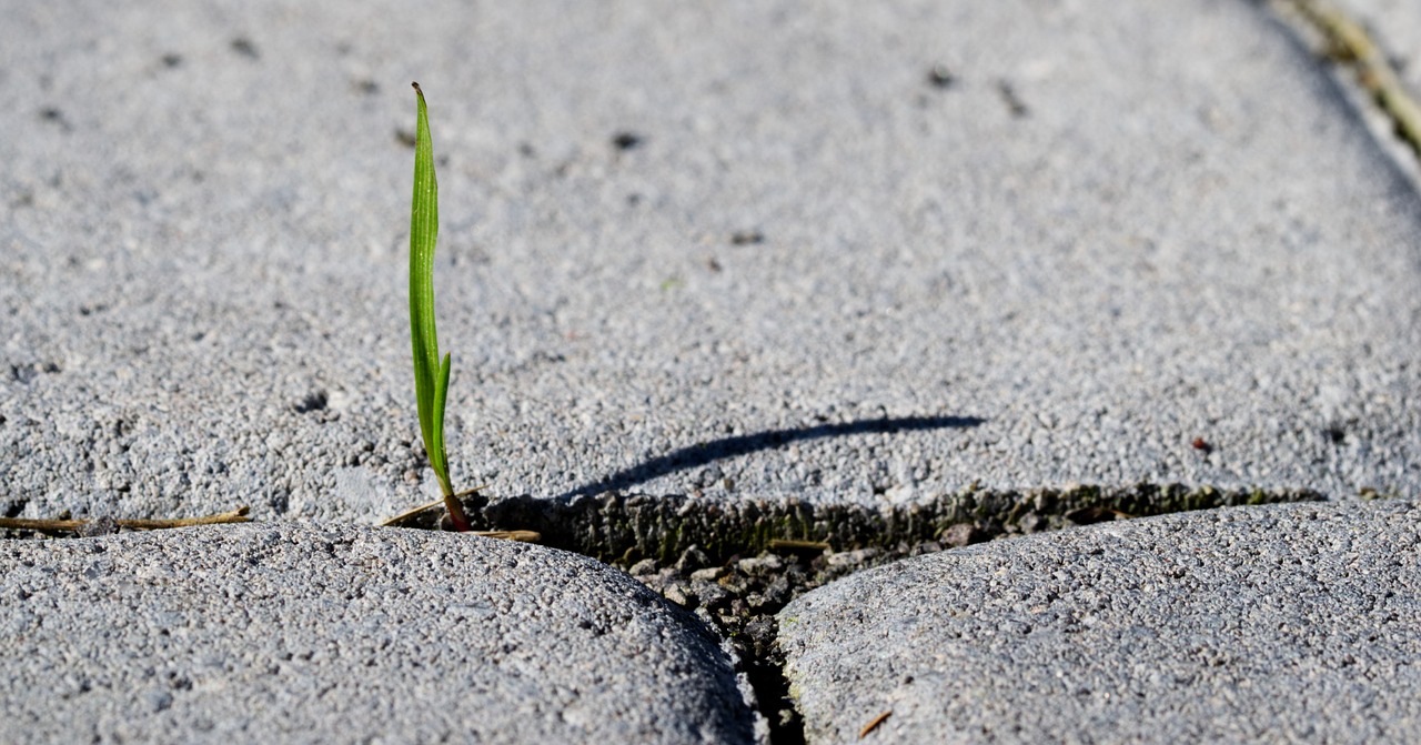 blade of grass  patch  stone free photo