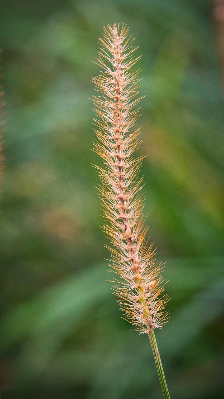 blade of grass  blossom  bloom free photo