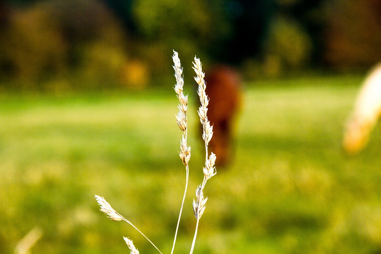 blade of grass meadow nature free photo