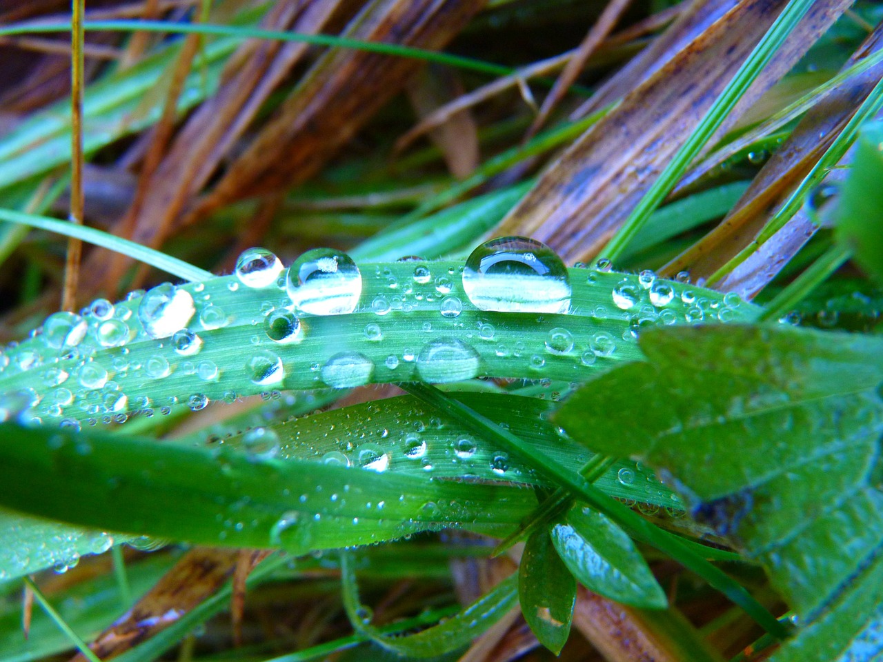 blade of grass drip drop of water free photo
