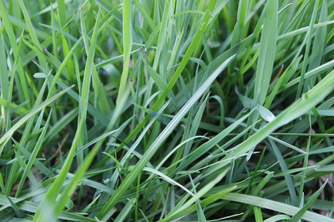 blades of grass meadow pasture free photo