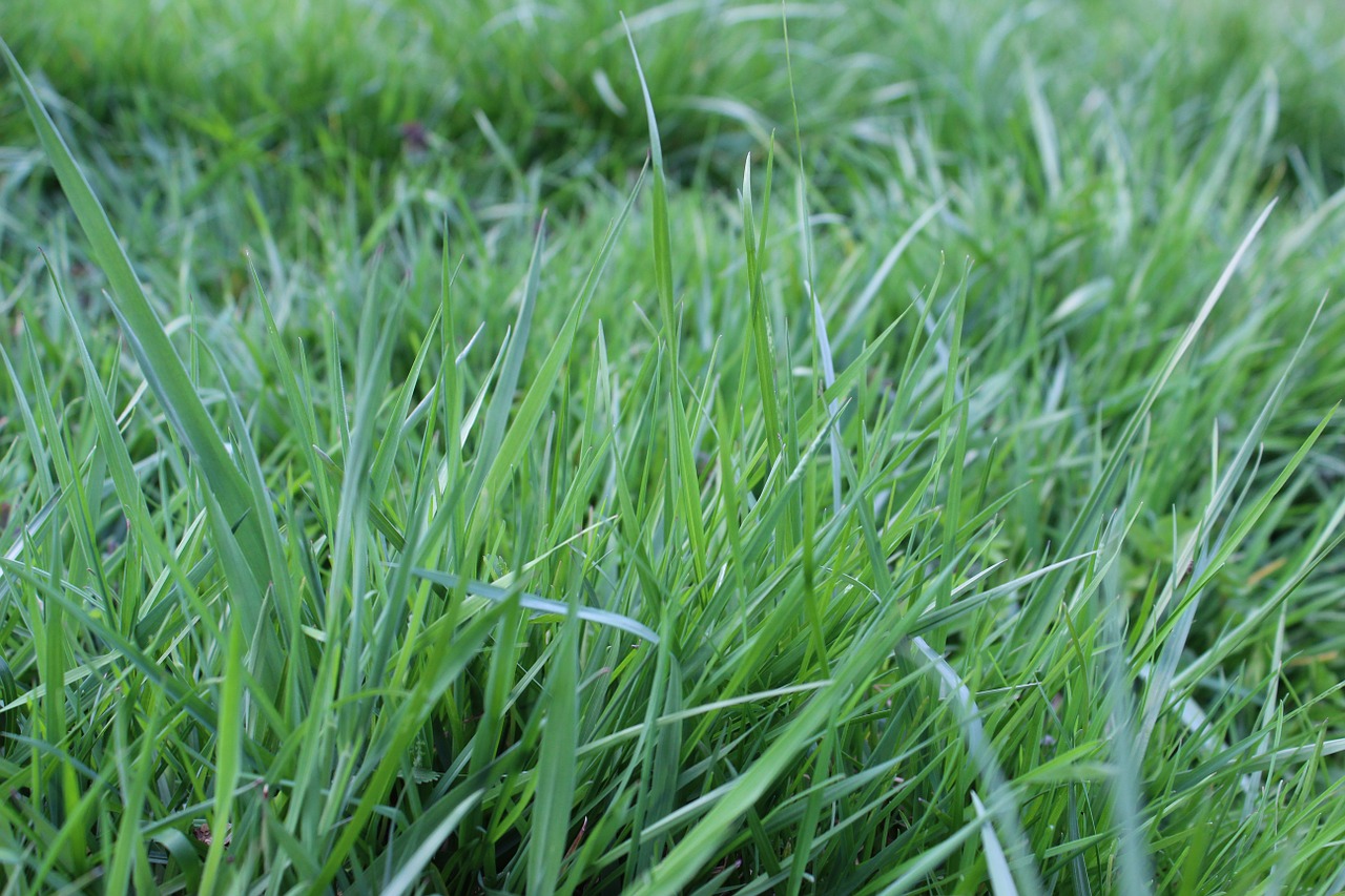 blades of grass meadow pasture free photo