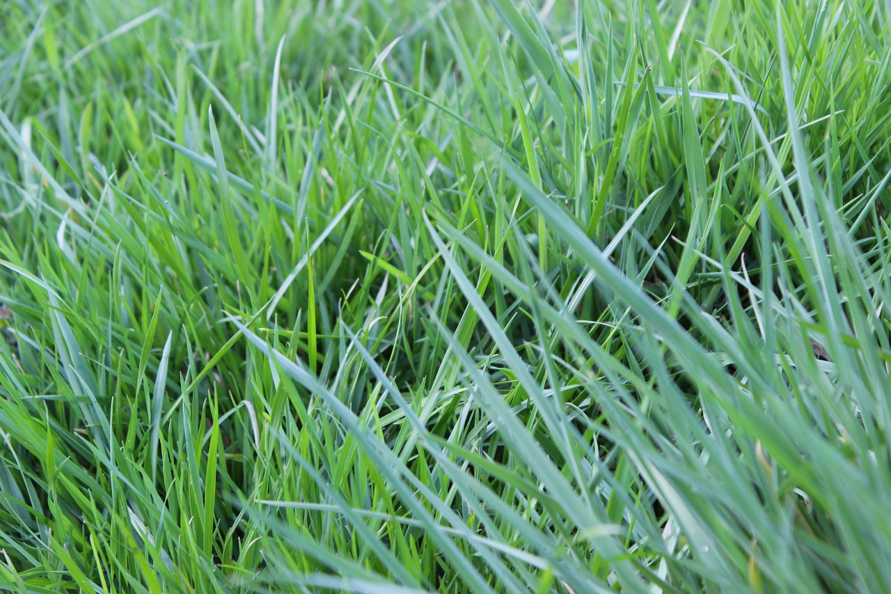 blades of grass meadow pasture free photo
