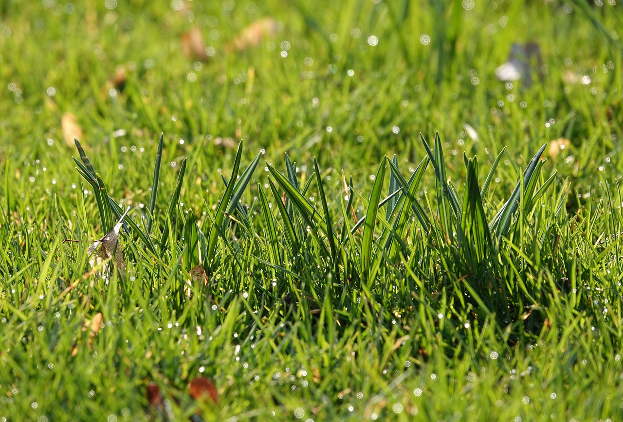 blades of grass  fresh  morgentau free photo