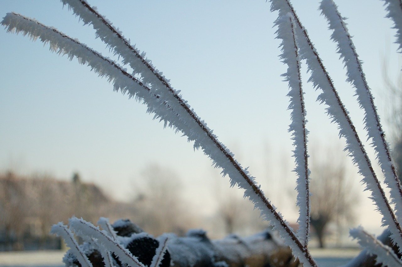 blades of grass iced winter free photo