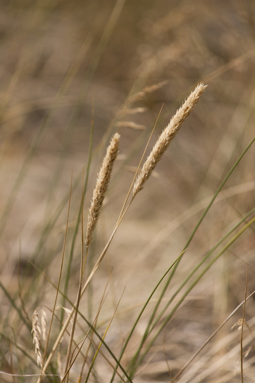 blades of grass grasses halm free photo